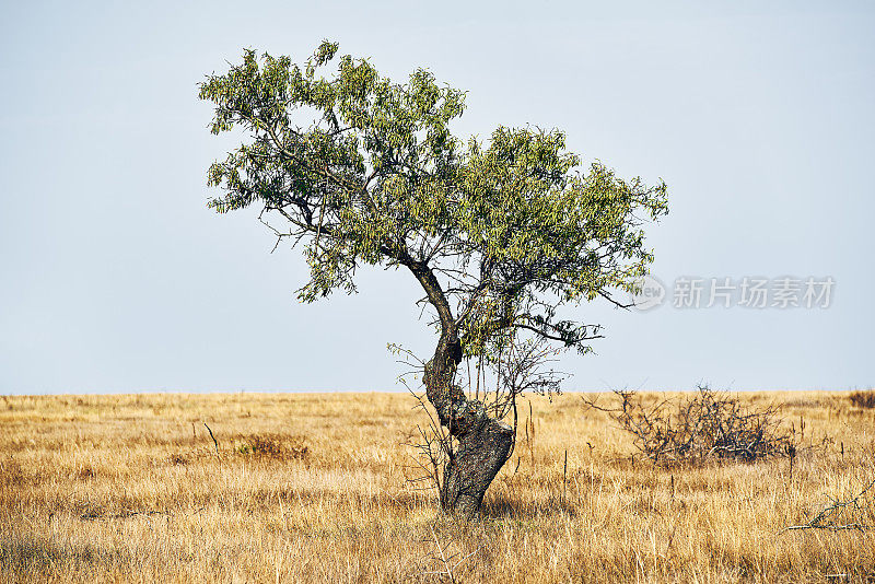 风景与美丽的抽象树在干燥干旱地区与干草在克里米亚。蓝色的多云的天空