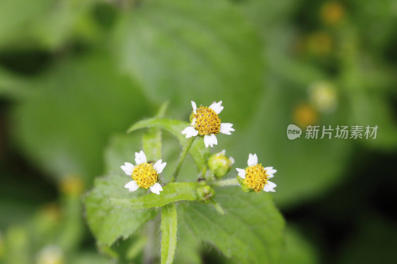 毛茸茸的白雏菊花