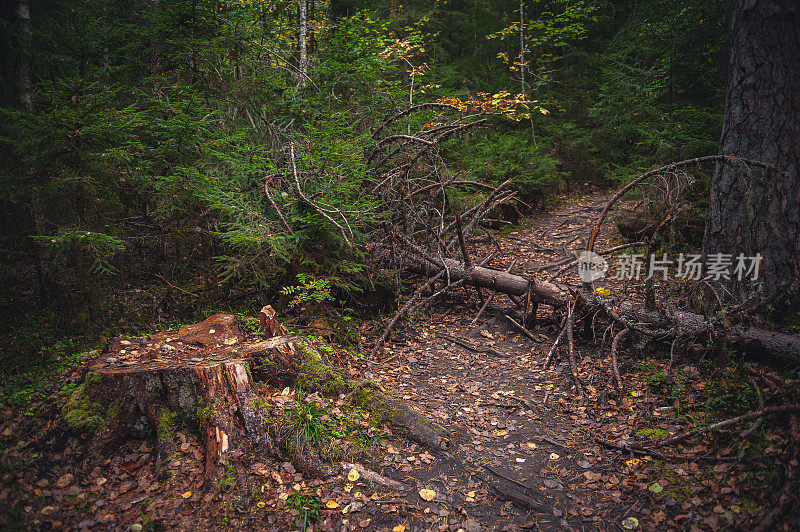 一棵被连根拔起的树挡住了森林道路的照片。