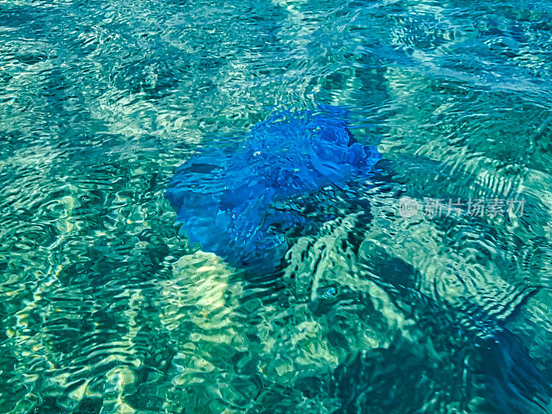 蓝色水母漂浮在水里。