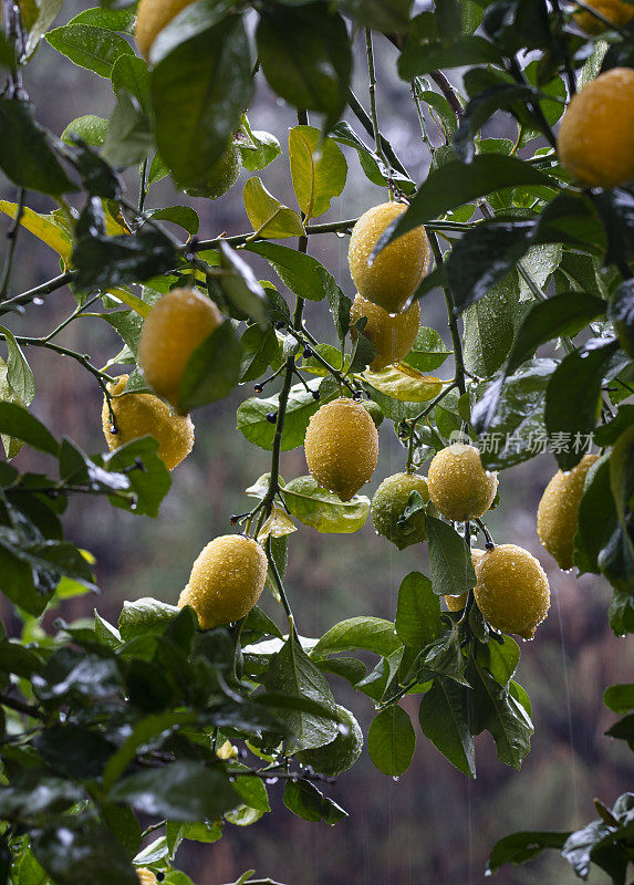 雨中的柠檬树