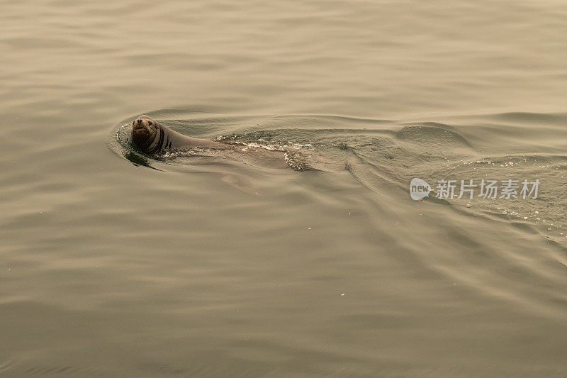 麻斑海豹