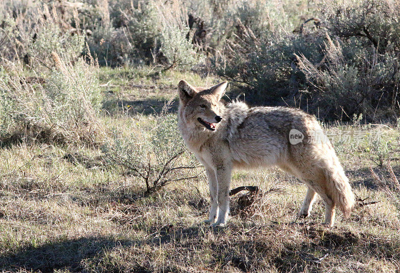 狼在Yellowston