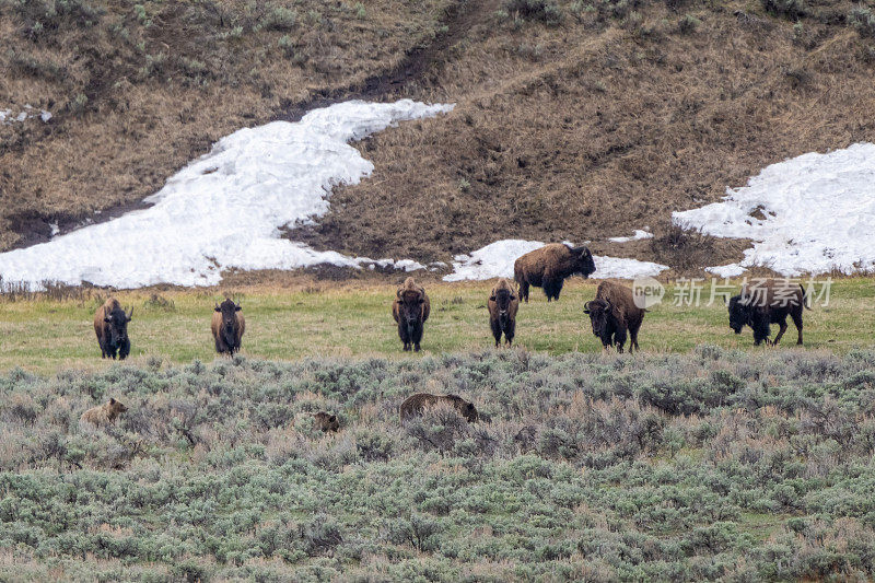 灰熊与水牛(野牛)灰熊一家，熊妈妈和2岁的幼崽走在水牛群附近