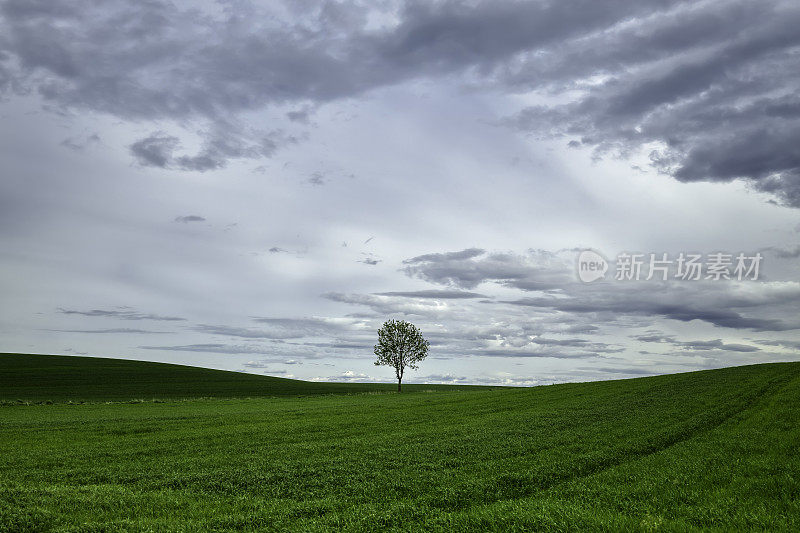 绿色田野里孤独的树(HDRi)