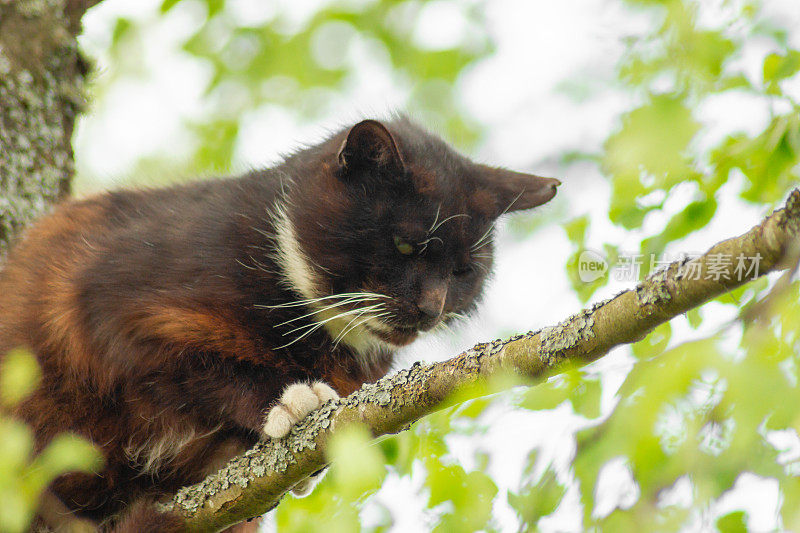 受惊的猫被困在树上。
