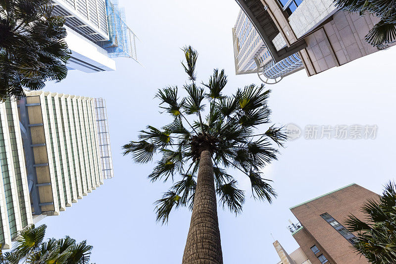 低角度的棕榈树和现代办公大楼，摩天大楼，天空背景与复制空间