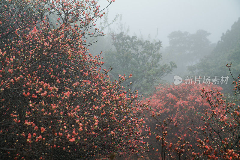 红色的杜鹃花花