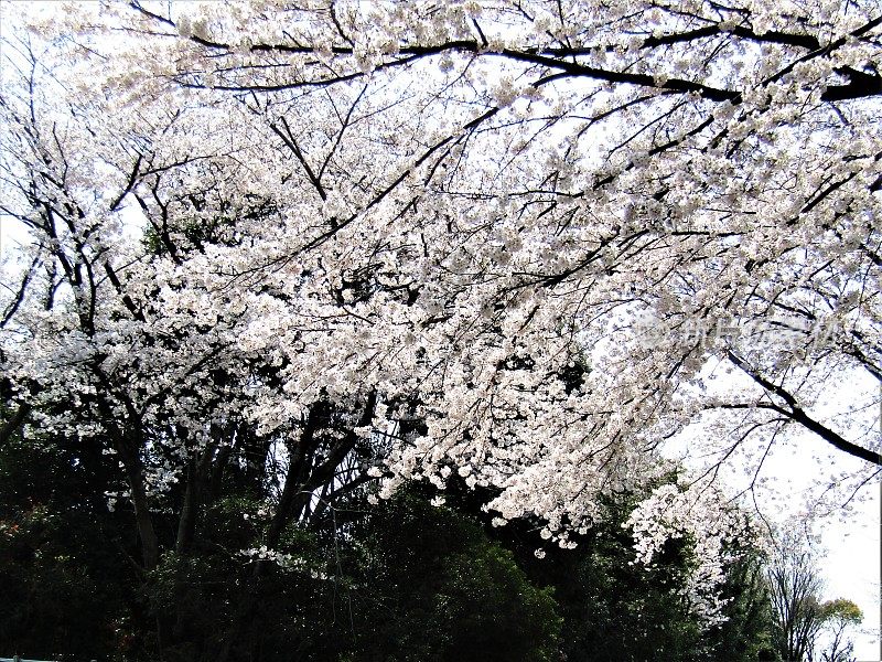 日本。3月底。樱花开花。