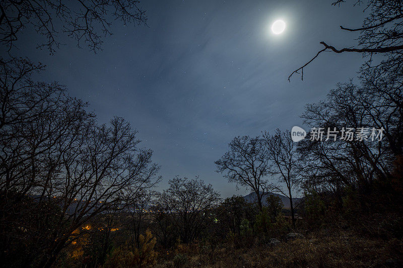 墨西哥的森林夜景