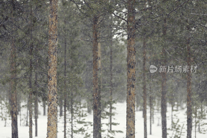 降雪期间松树林