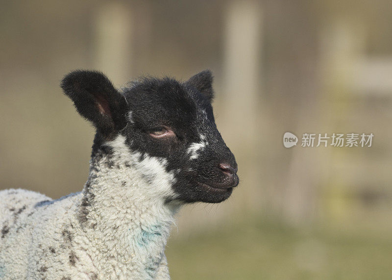 约克郡北部，春天草地上的小羊羔