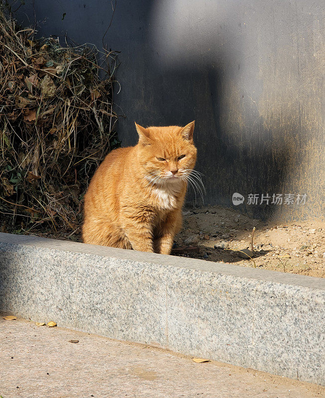 野猫在晒太阳