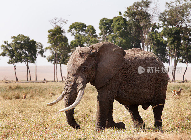 非洲象属于象属