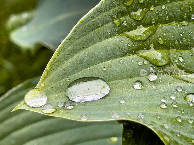 院子里的冬青树叶子和雨滴