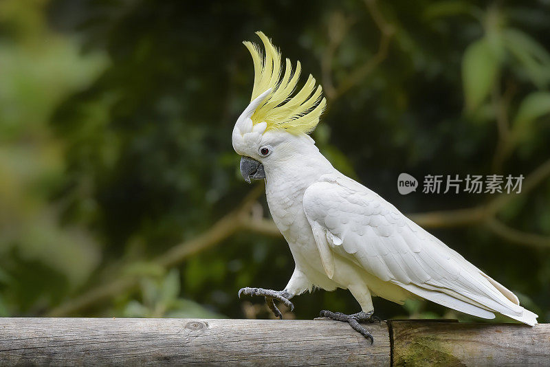 硫葵花凤头鹦鹉