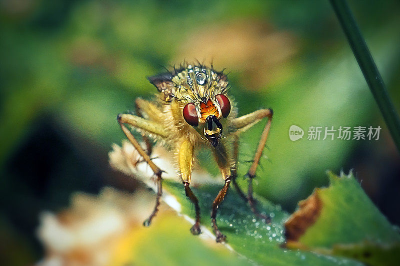 食腐蝇黄粪蝇