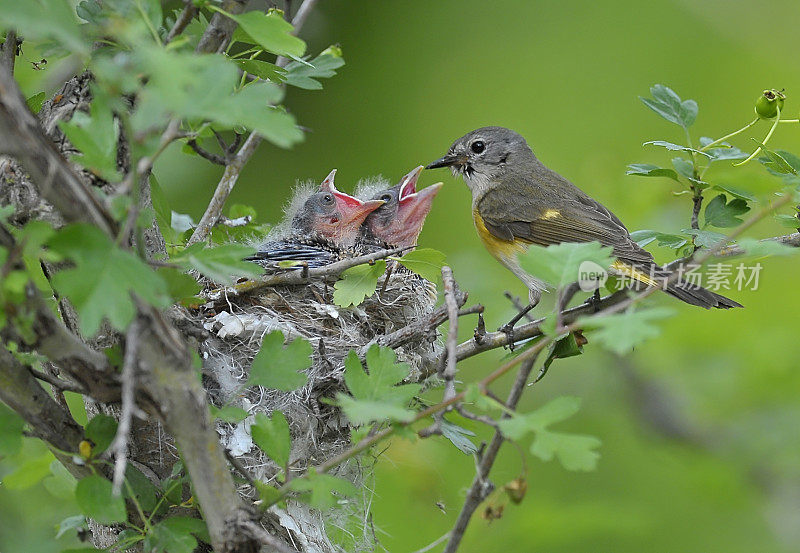 美洲红雀雌鸟，有两个孩子