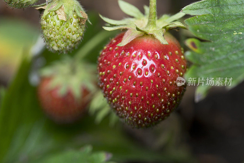 花园里成熟的草莓