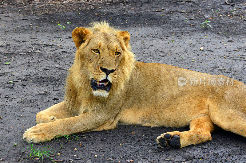 西非狮子(狮子)-极度濒危-萨卢姆三角洲国家公园-法萨拉保护区，法蒂克，塞内加尔