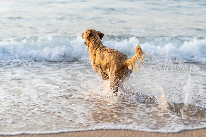 欢快的姜狗在玩海浪。