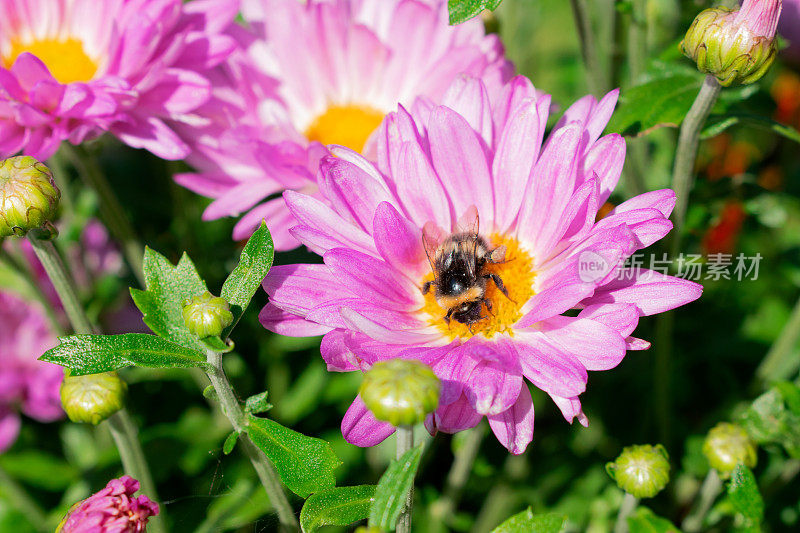 大黄蜂在粉红色的菊花上