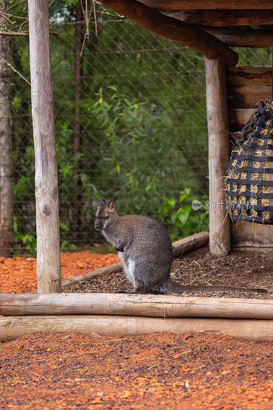 神奇的小袋鼠在澳大利亚内陆玩耍，寻找食物。超级可爱的小袋鼠在草原上跳来跳去。