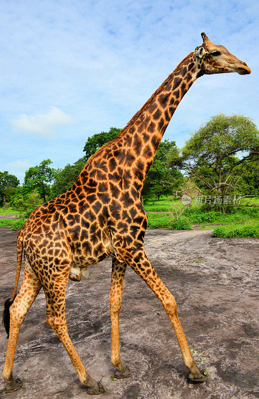 西非长颈鹿，萨卢姆三角洲国家公园-法塔拉保护区，塞内加尔