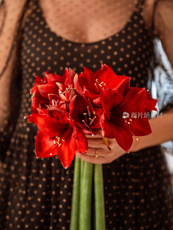 一个女人拿着孤挺花在她的圣诞花前