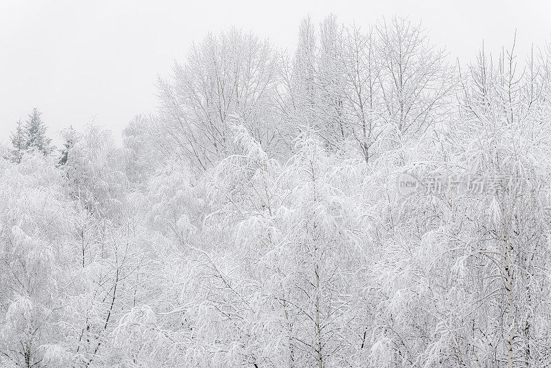 雪覆盖的树木