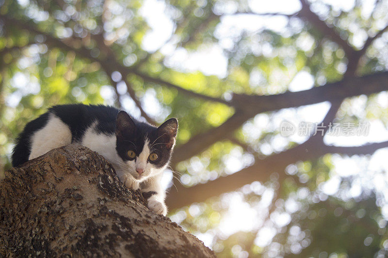 这只可爱的小猫被困在树上，等待救援队的帮助。
