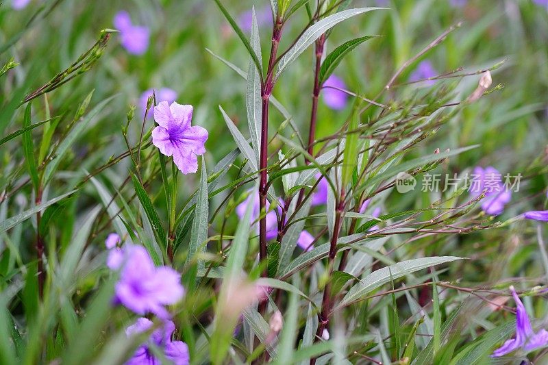 布里顿野生矮牵牛花植物美丽的紫色花瓣
