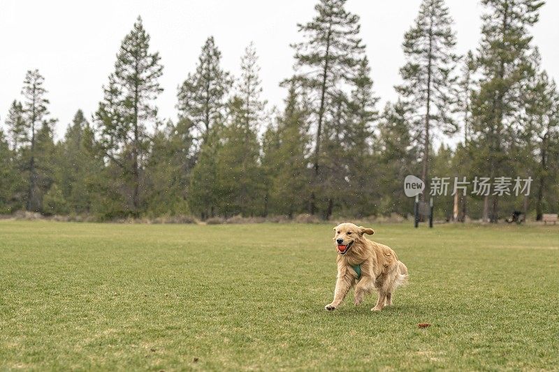 快乐的金毛寻回犬在狗公园玩fetch