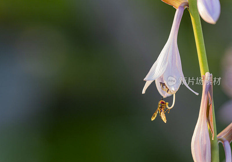 食蚜蝇和花