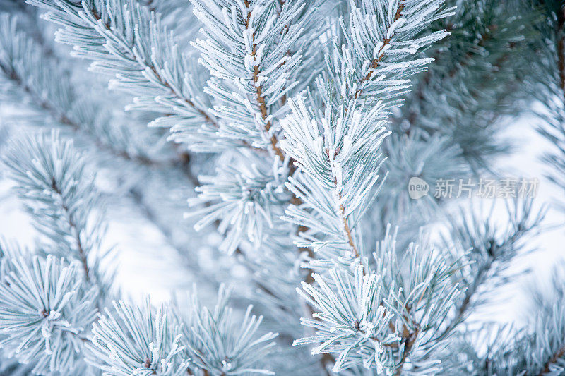 冬天的场景-冻松的树枝上覆盖着一层雪。森林里的冬天