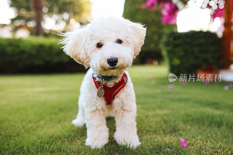 白色小猎犬喘息的特写镜头