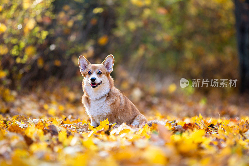 在五彩缤纷的秋叶中，一只狗坐在公园里