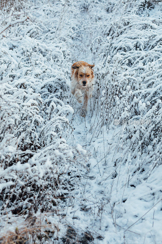 狗在雪霜草中行走