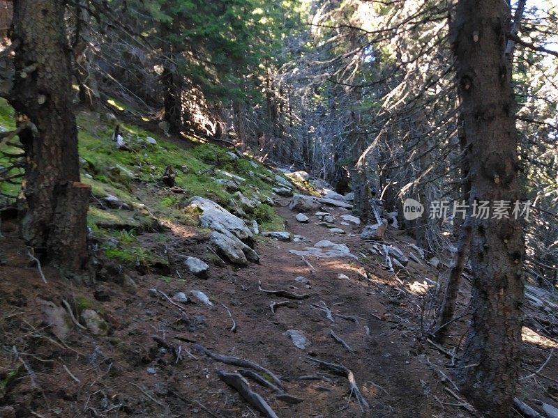 高山小径穿过针叶林周围的石头，树木，苔藓和树根。