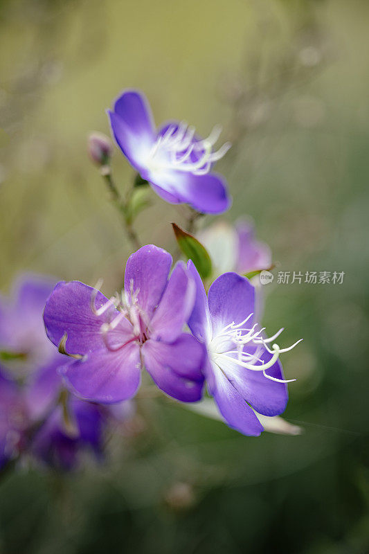 静物摄影:成都紫花摄影