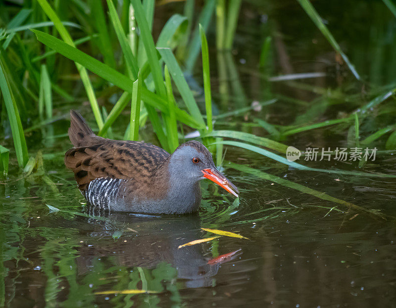 水铁鸟