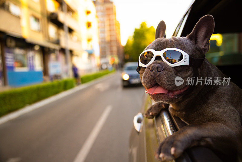 戴着防护眼镜的法国斗牛犬很享受乘车之旅