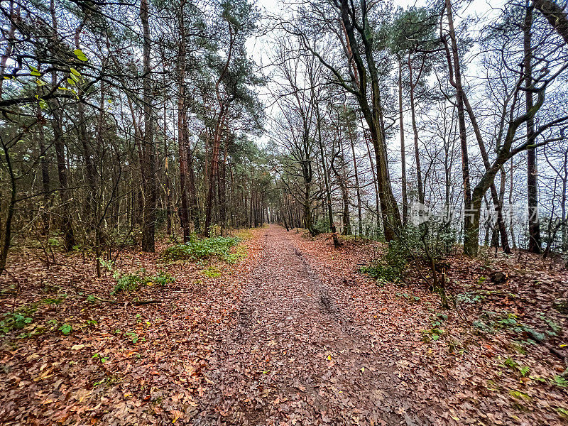 冬天，一条穿过湖边森林的小路。