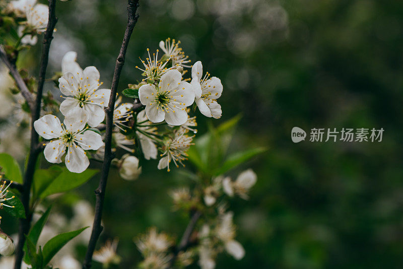 春天白色花朵