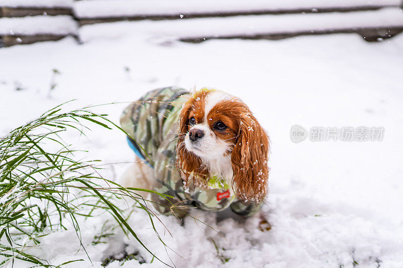 年轻的骑士查理国王猎犬穿着冬装在雪地里玩耍