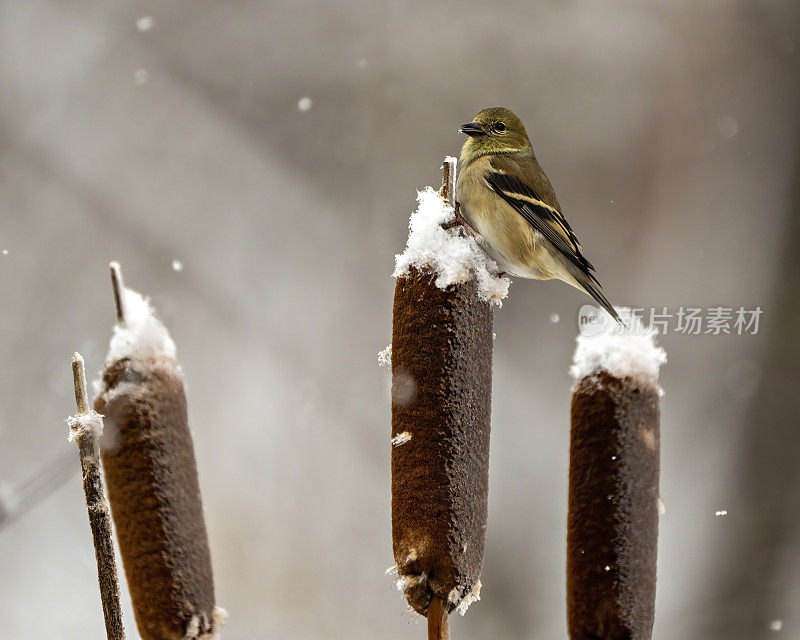 美国金翅雀照片和图像。芬奇特写侧面视图，栖息在一个模糊的背景和飘落的雪在它的环境和栖息地周围的香蒲上。