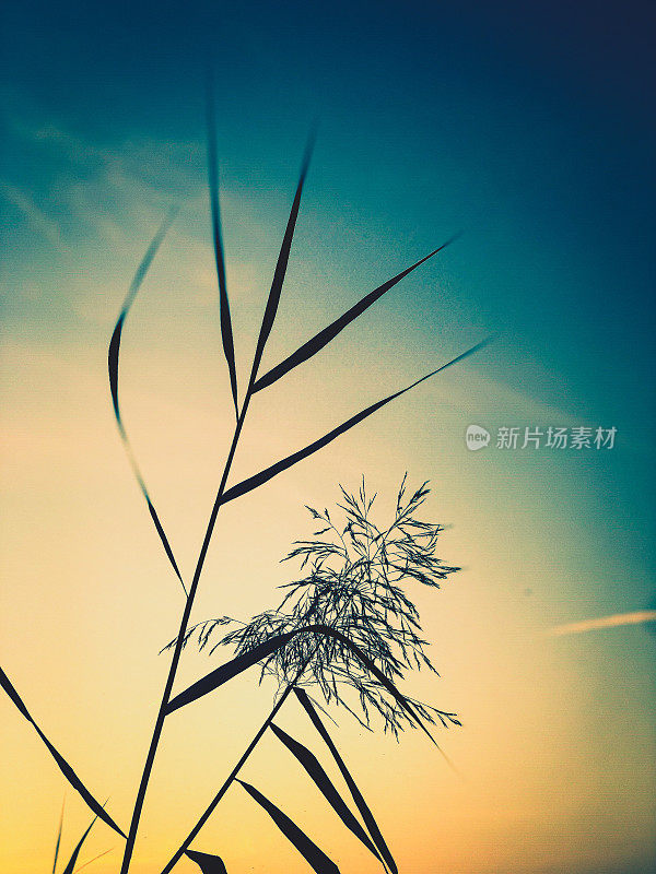 夕阳下美丽的芦苇。