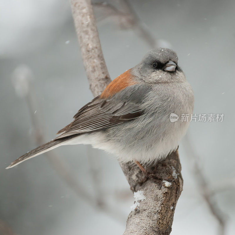 冬天的黑眼睛Junco