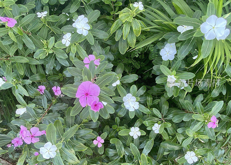 粉红色和白色Tibouchina植物