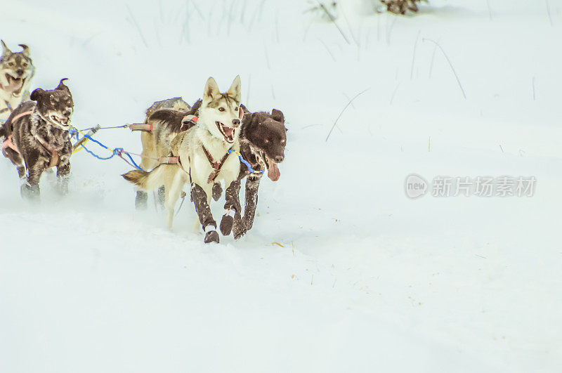 雪橇犬-阿拉斯加雪橇犬